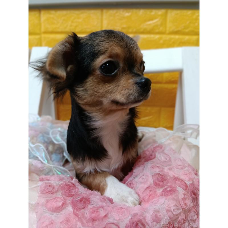 販売中の千葉県のチワワ(ロングコート)-419095の13枚目