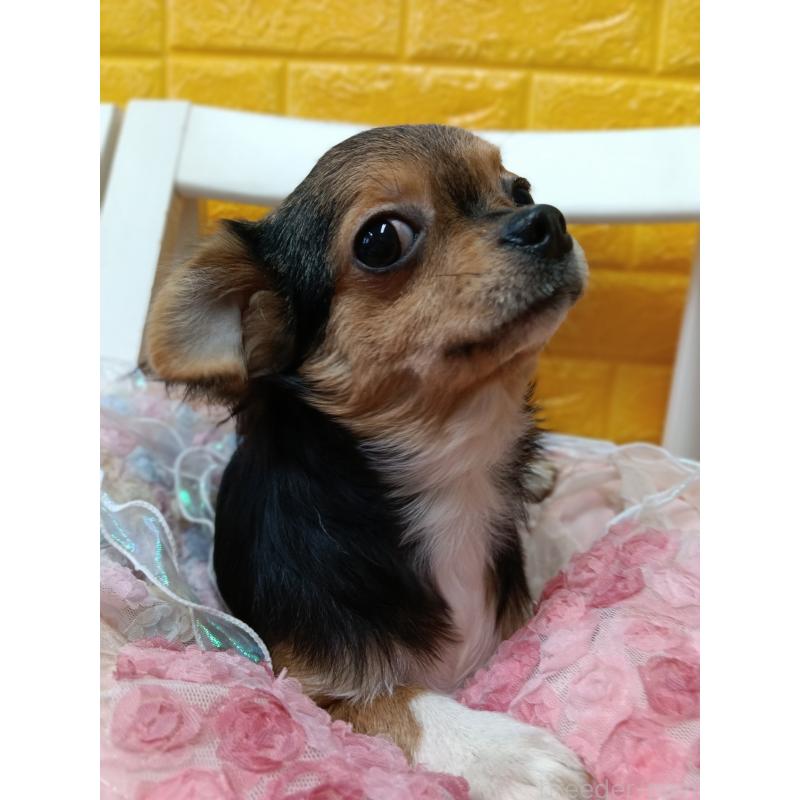 販売中の千葉県のチワワ(ロングコート)-419095の12枚目