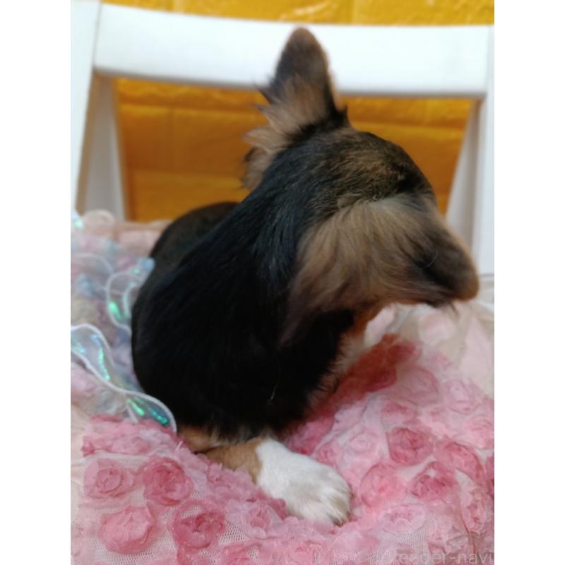 販売中の千葉県のチワワ(ロングコート)-419095の11枚目