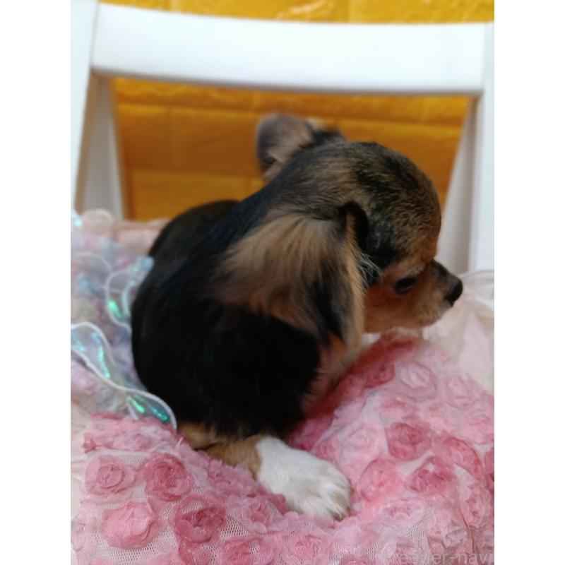 販売中の千葉県のチワワ(ロングコート)-419095の10枚目