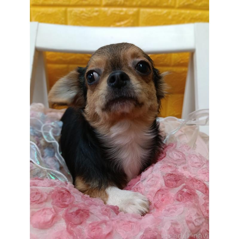 販売中の千葉県のチワワ(ロングコート)-419095の9枚目