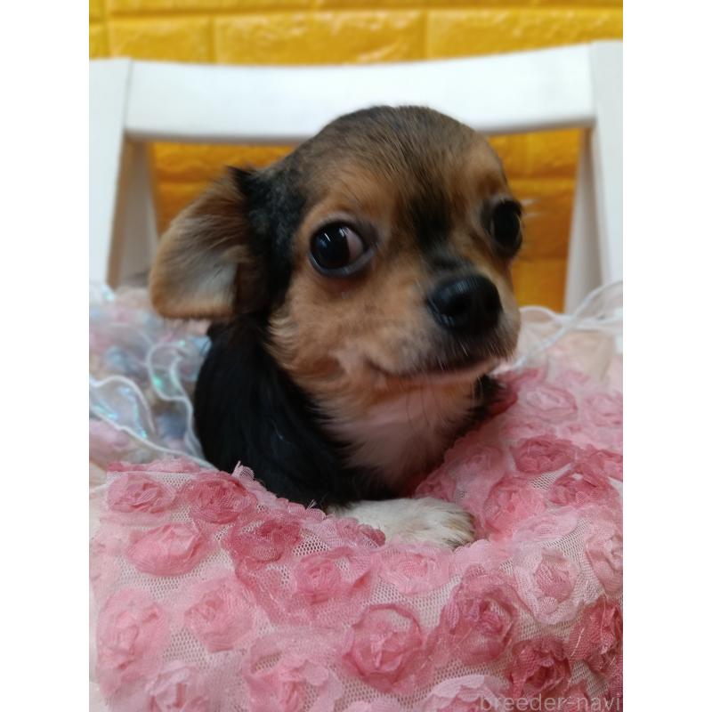 販売中の千葉県のチワワ(ロングコート)-419095の8枚目