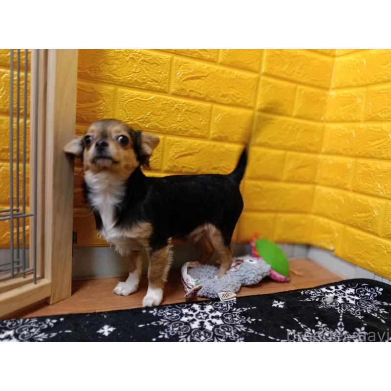 販売中の千葉県のチワワ(ロングコート)-419095の7枚目