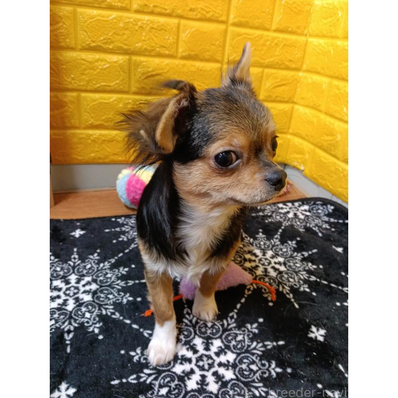 販売中の千葉県のチワワ(ロングコート)-419095の5枚目