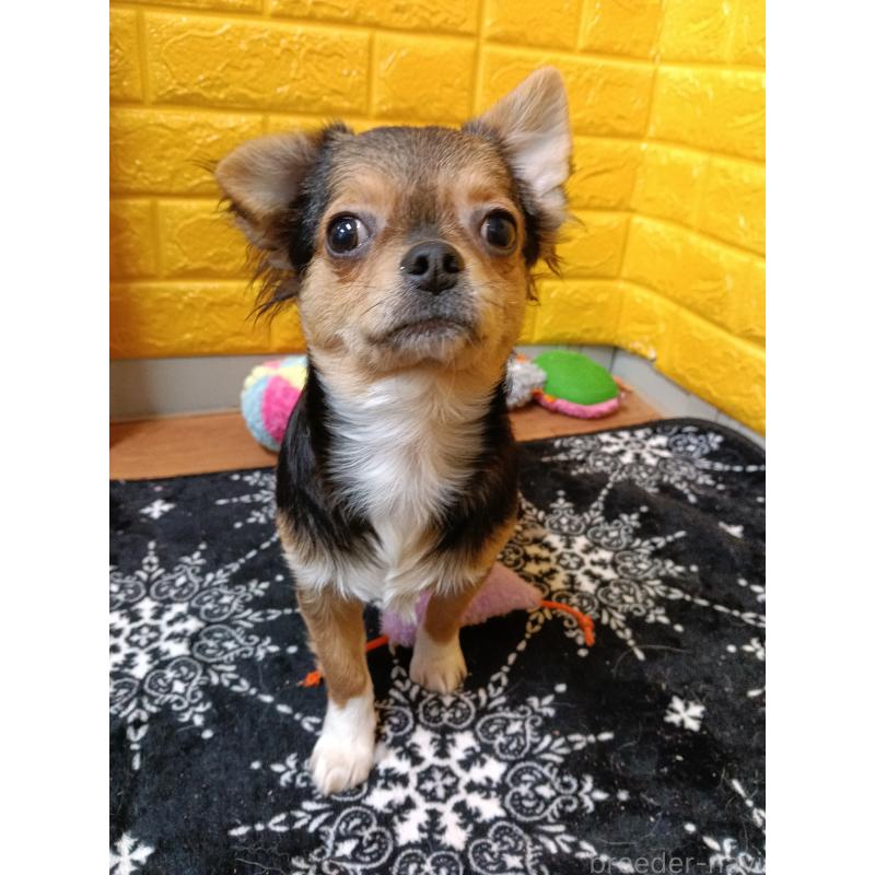 販売中の千葉県のチワワ(ロングコート)-419095の3枚目