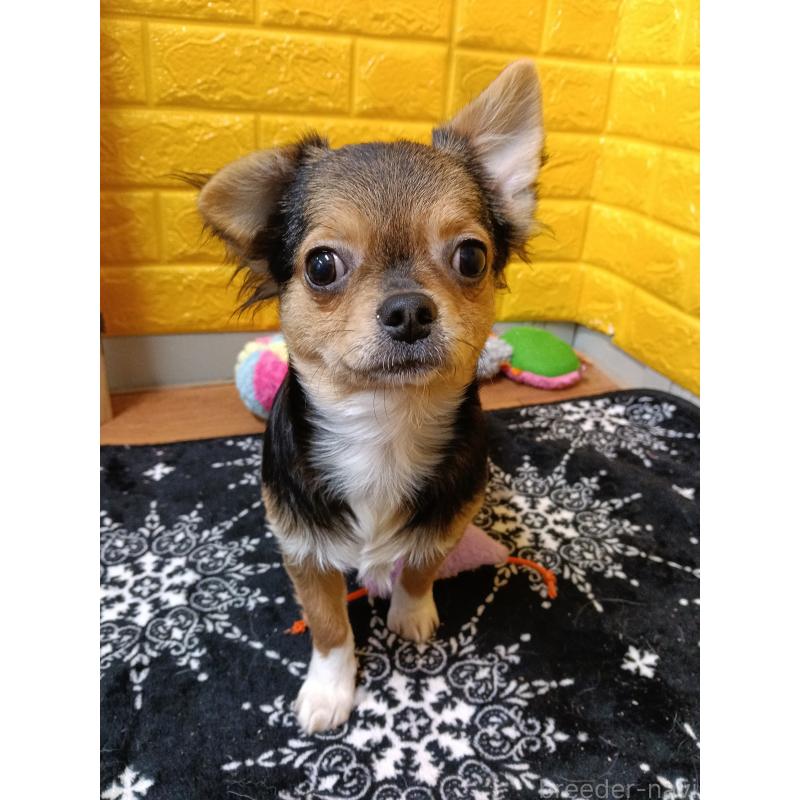 販売中の千葉県のチワワ(ロングコート)-419095の2枚目