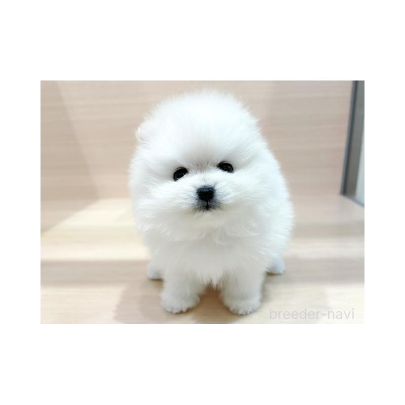 販売中の東京都のポメラニアン-440534の1枚目