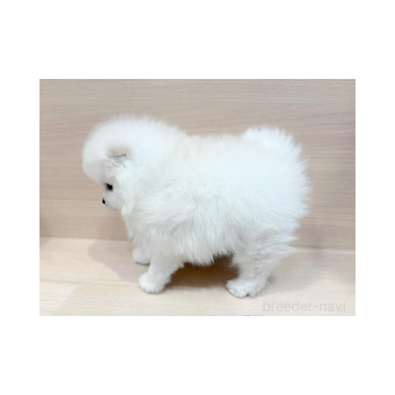 販売中の東京都のポメラニアン-440534の5枚目