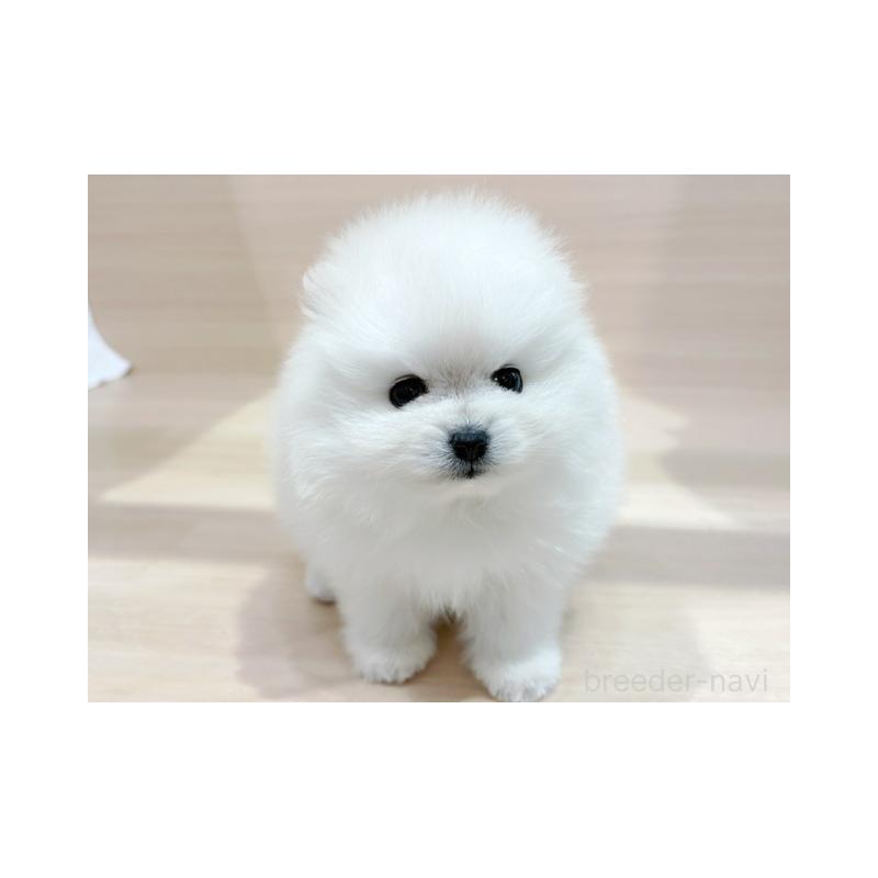 販売中の東京都のポメラニアン-440534の4枚目