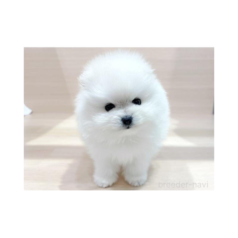 販売中の東京都のポメラニアン-440534の3枚目