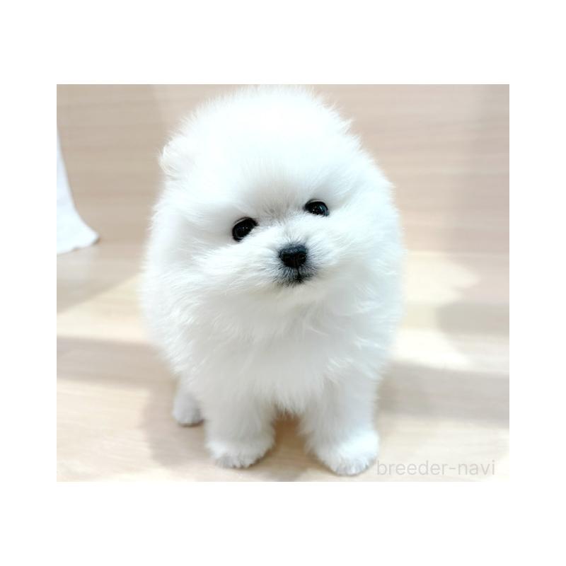 販売中の東京都のポメラニアン-440534の2枚目
