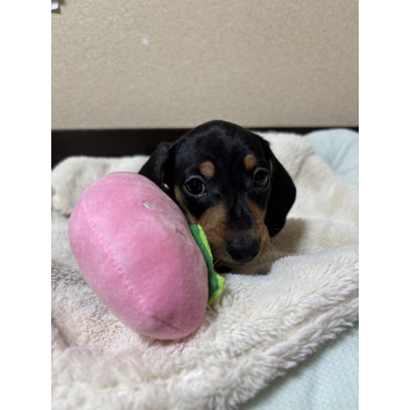 販売中の茨城県のミニチュアダックスフンド(スムースヘアード)-440540の3枚目