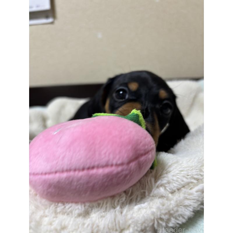 販売中の茨城県のミニチュアダックスフンド(スムースヘアード)-440540の2枚目