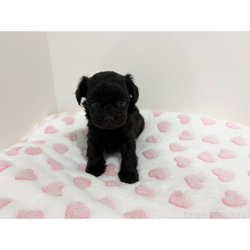 販売中の群馬県のミックス犬-440535の2枚目