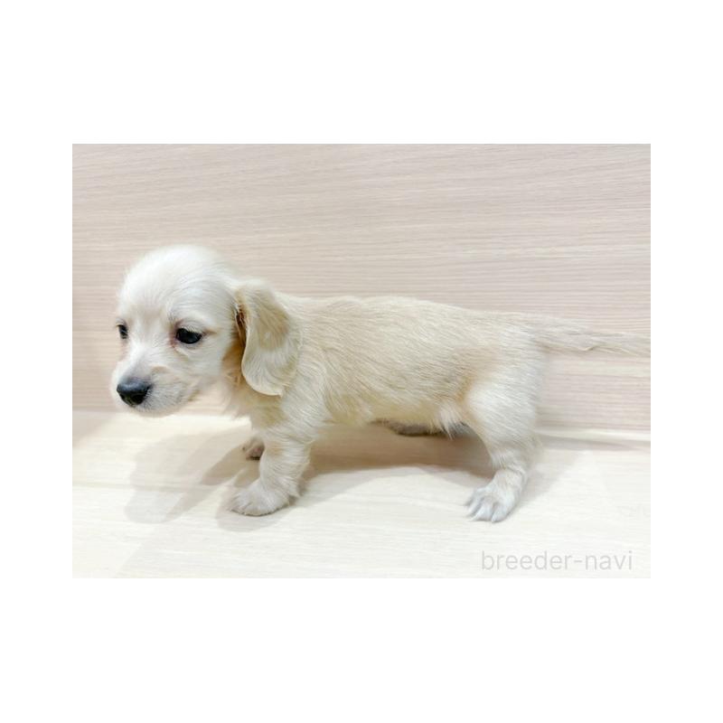 販売中の東京都のミニチュアダックスフンド(ロングヘアード)-440542の5枚目