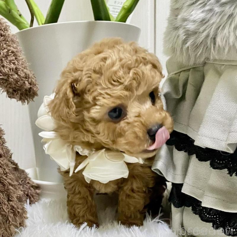 販売中の岐阜県のトイプードル-440541の7枚目