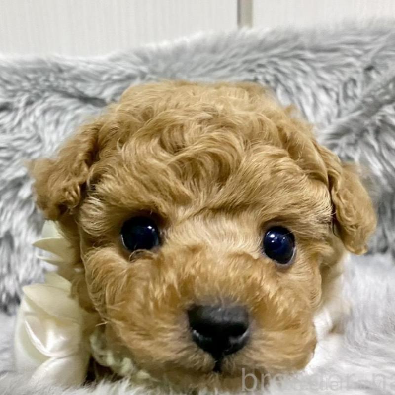 販売中の岐阜県のトイプードル-440541の6枚目