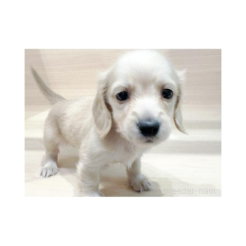 販売中の東京都のミニチュアダックスフンド(ロングヘアード)-440542の2枚目