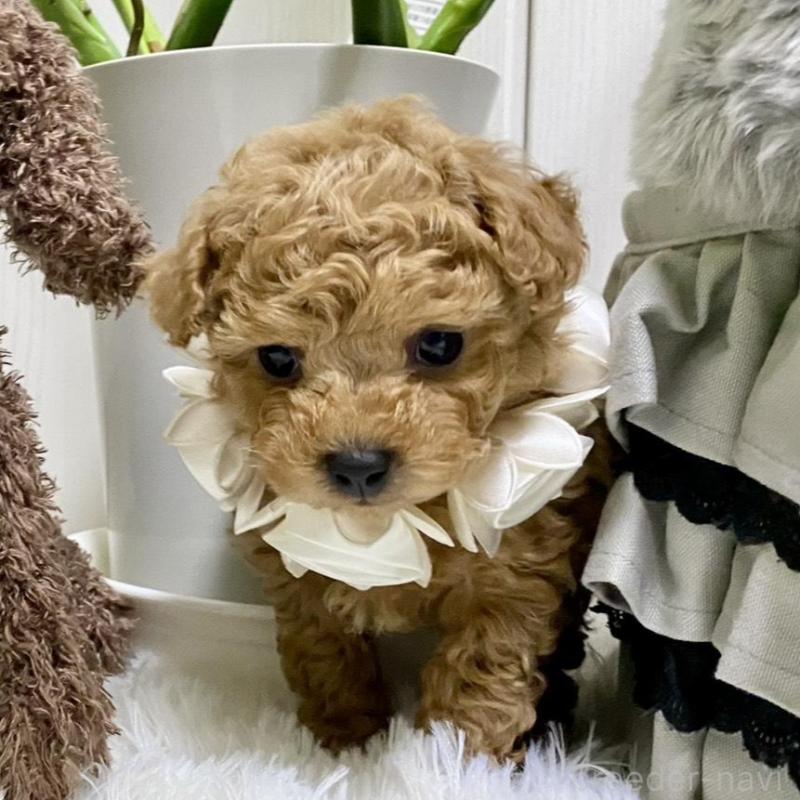 販売中の岐阜県のトイプードル-440541の5枚目