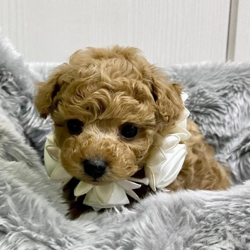 販売中の岐阜県のトイプードル-440541の4枚目