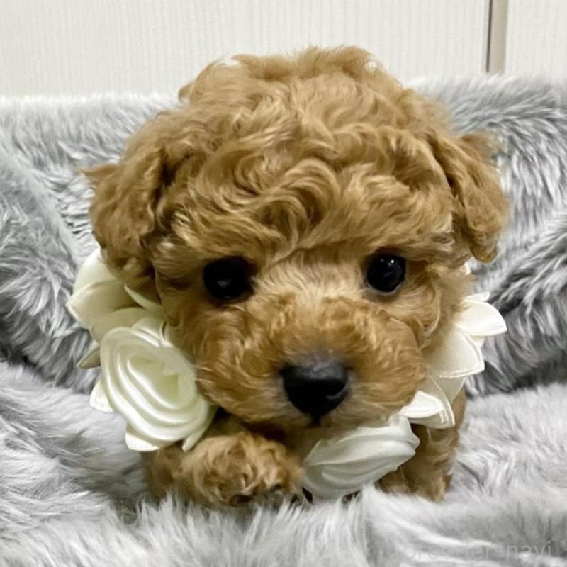 販売中の岐阜県のトイプードル-440541の1枚目