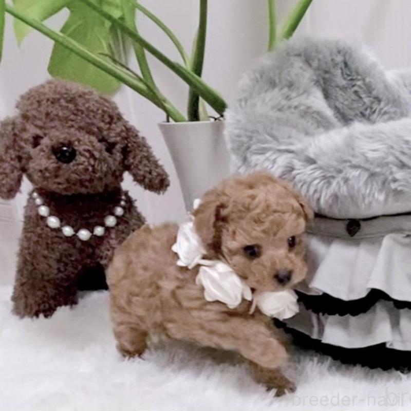 販売中の岐阜県のトイプードル-440541の3枚目