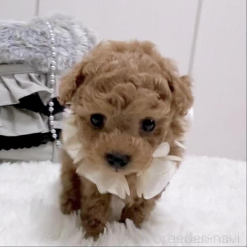 販売中の岐阜県のトイプードル-440541の2枚目