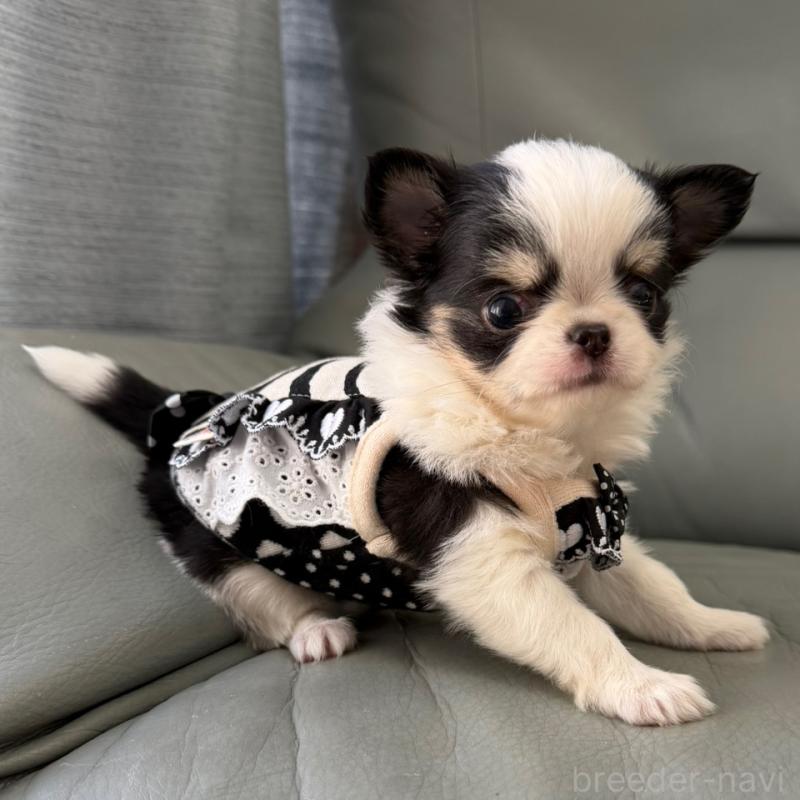 成約済の徳島県のチワワ(ロングコート)-439139の5枚目