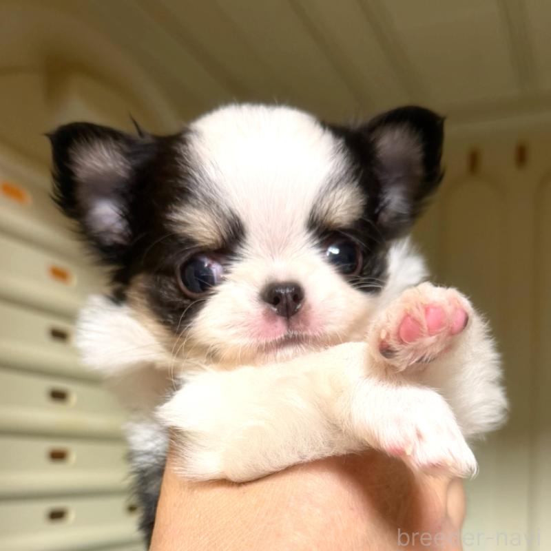 成約済の徳島県のチワワ(ロングコート)-439139の3枚目