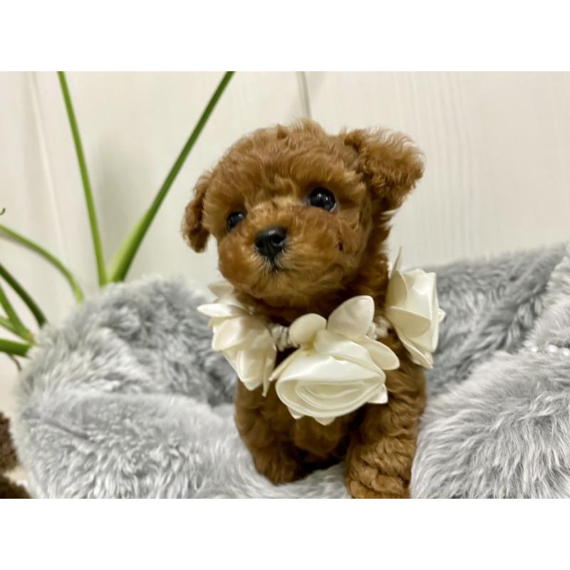 販売中の岐阜県のティーカッププードル-440543の12枚目