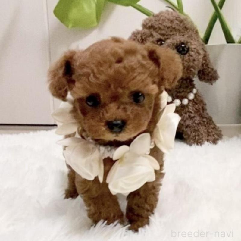 販売中の岐阜県のティーカッププードル-440543