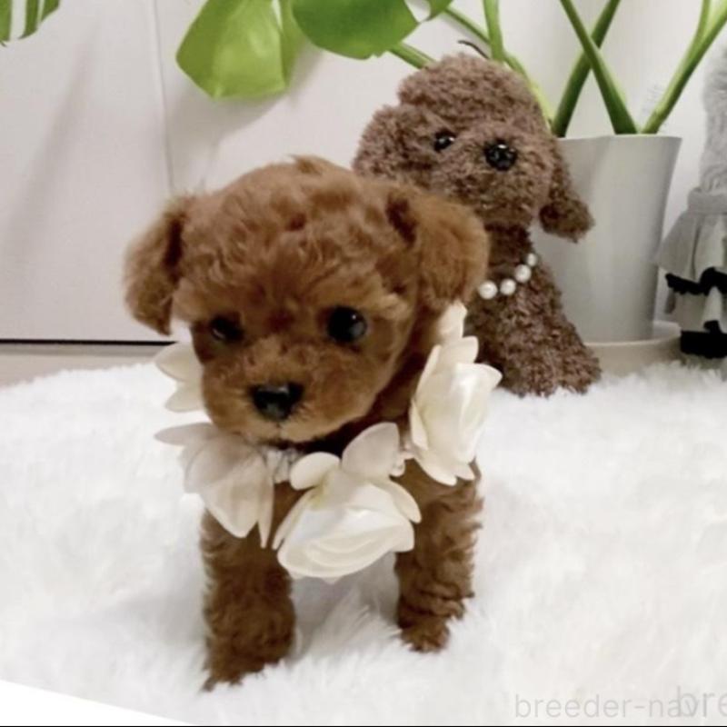 販売中の岐阜県のティーカッププードル-440543の11枚目