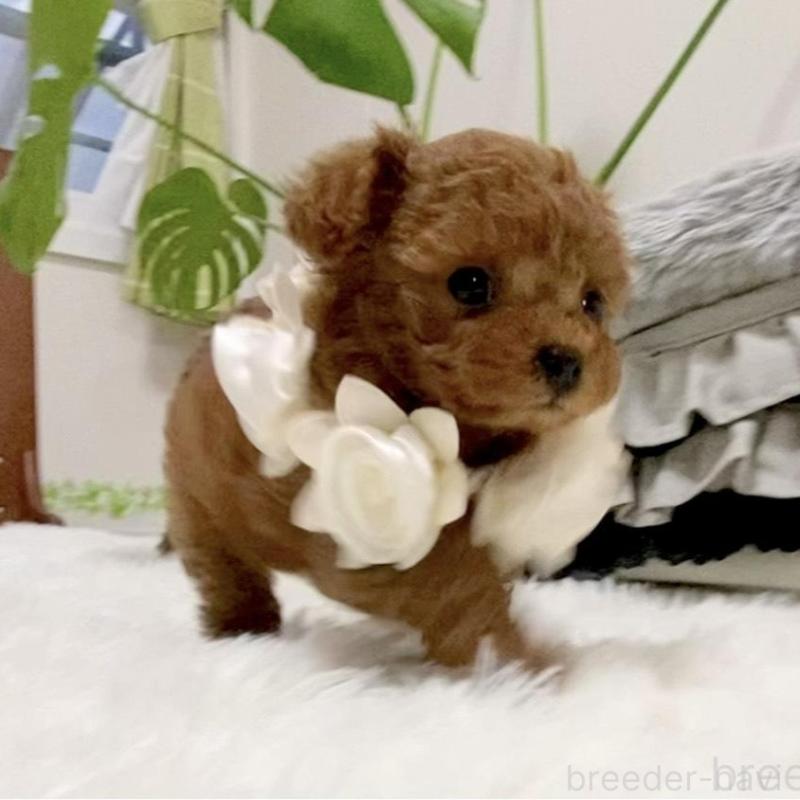 販売中の岐阜県のティーカッププードル-440543の10枚目