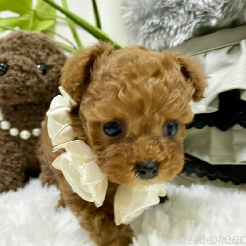 販売中の岐阜県のティーカッププードル-440543の9枚目