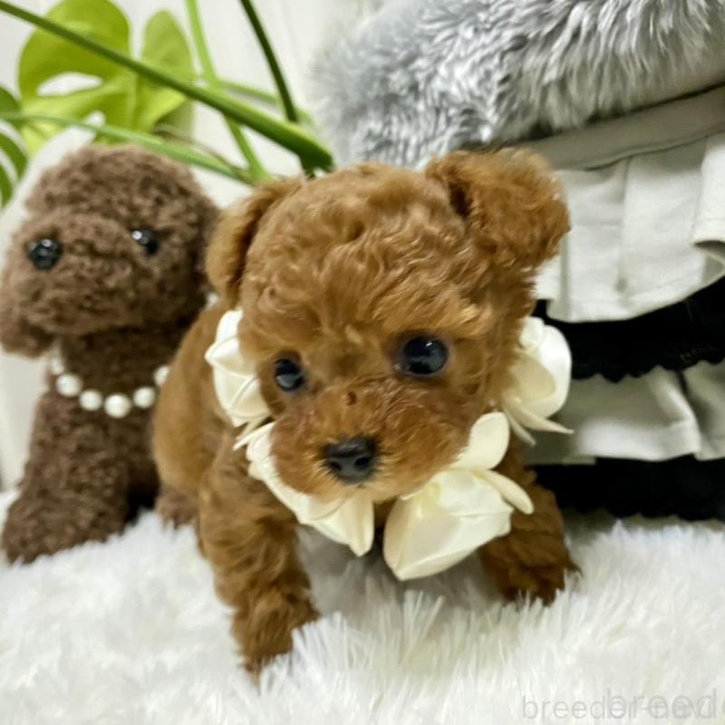 販売中の岐阜県のティーカッププードル-440543の8枚目