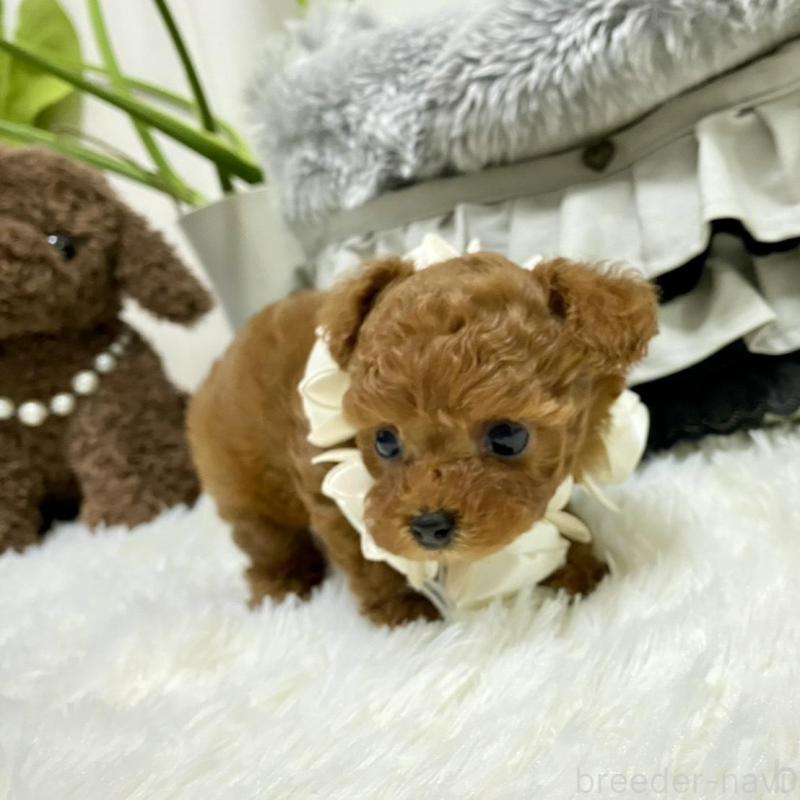 販売中の岐阜県のティーカッププードル-440543の7枚目