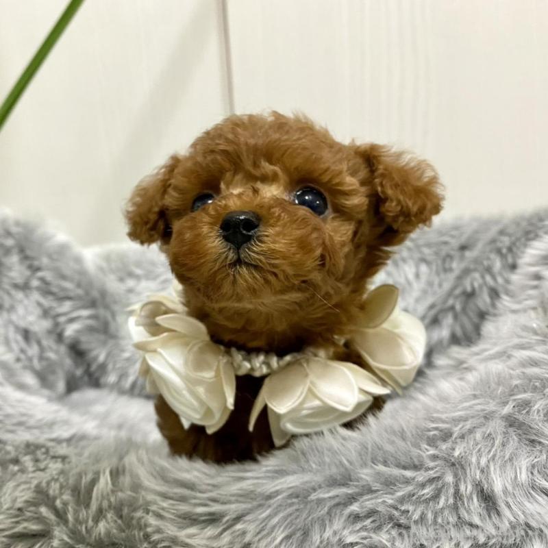 販売中の岐阜県のティーカッププードル-440543の5枚目