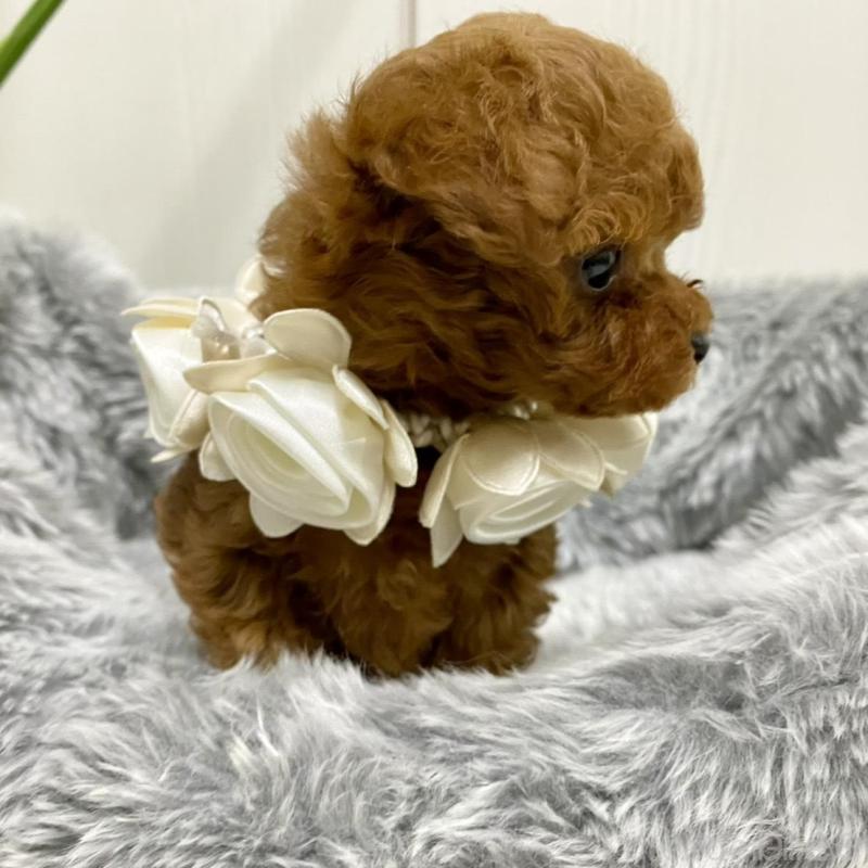 販売中の岐阜県のティーカッププードル-440543の4枚目