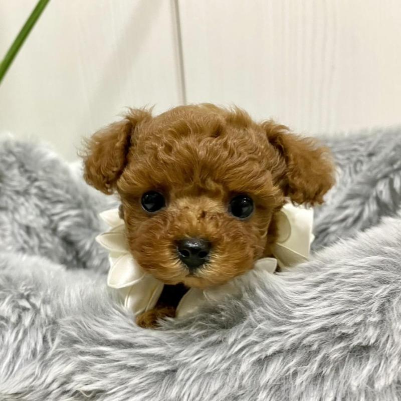 販売中の岐阜県のティーカッププードル-440543の3枚目