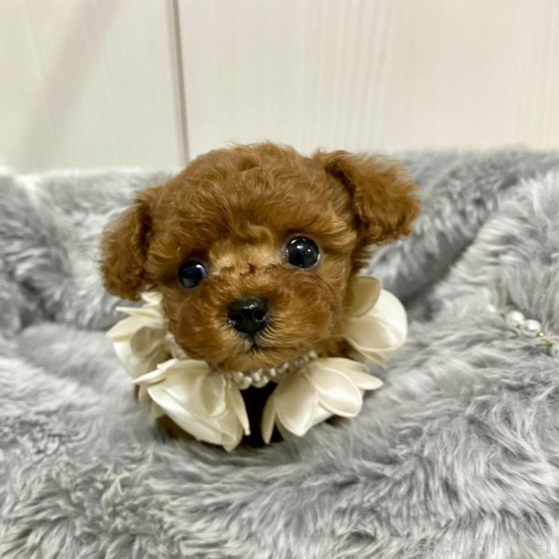 販売中の岐阜県のティーカッププードル-440543の2枚目