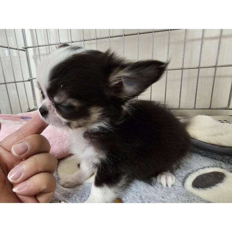 成約済の愛知県のチワワ(ロングコート)-434070の10枚目