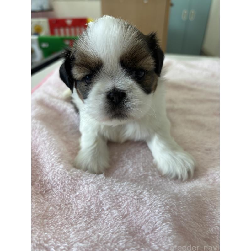 販売中の岐阜県のシーズー-440545の1枚目