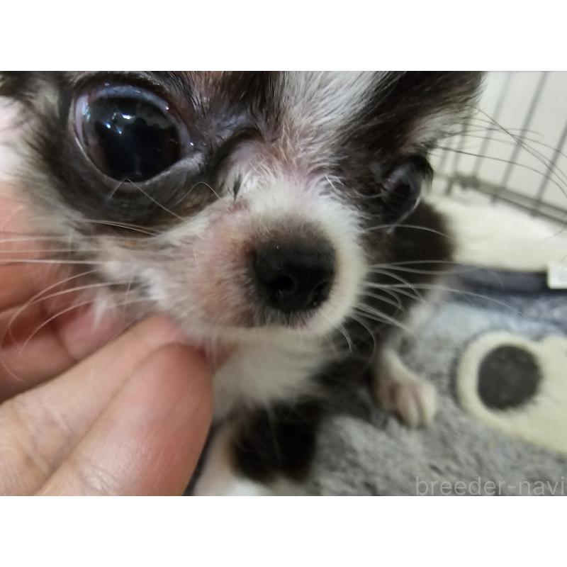 成約済の愛知県のチワワ(ロングコート)-434070の8枚目