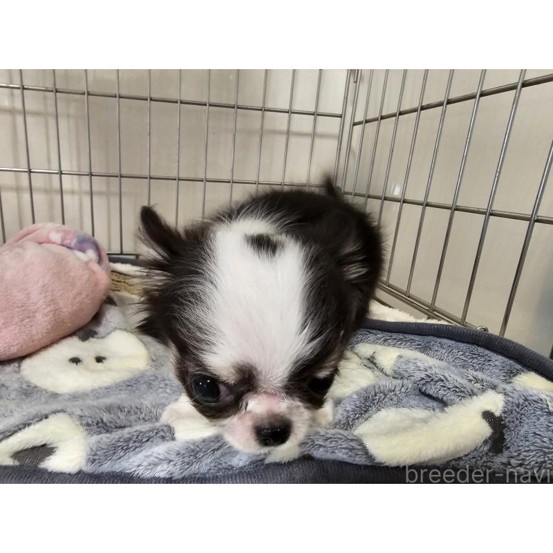 成約済の愛知県のチワワ(ロングコート)-434070の5枚目