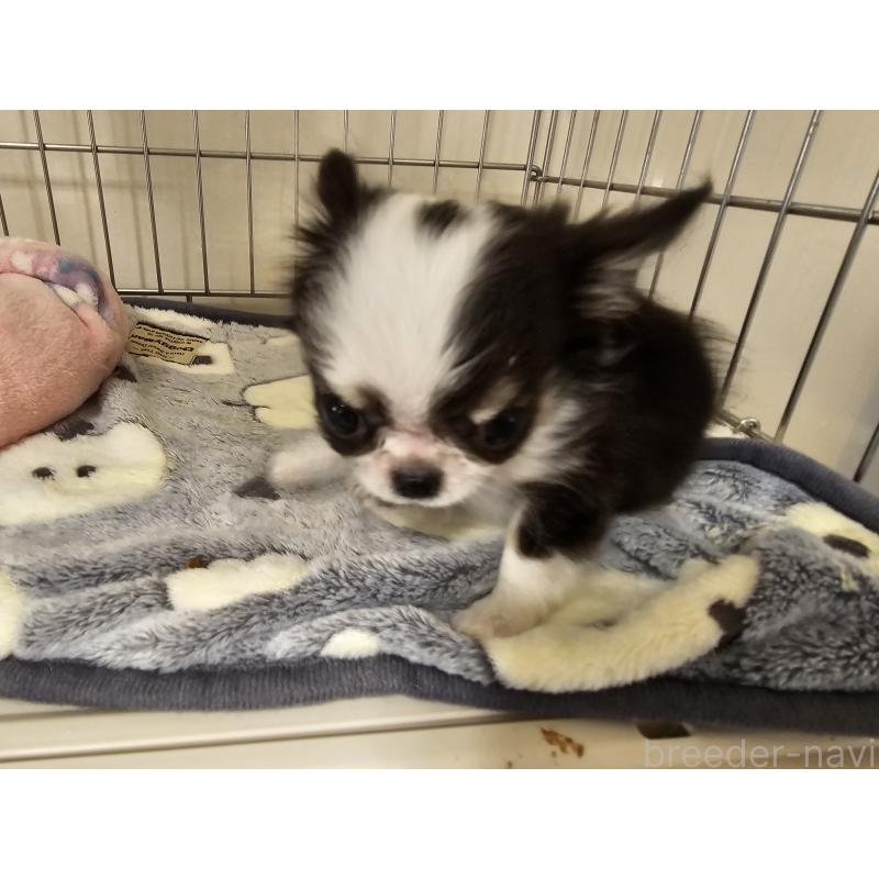 成約済の愛知県のチワワ(ロングコート)-434070の4枚目