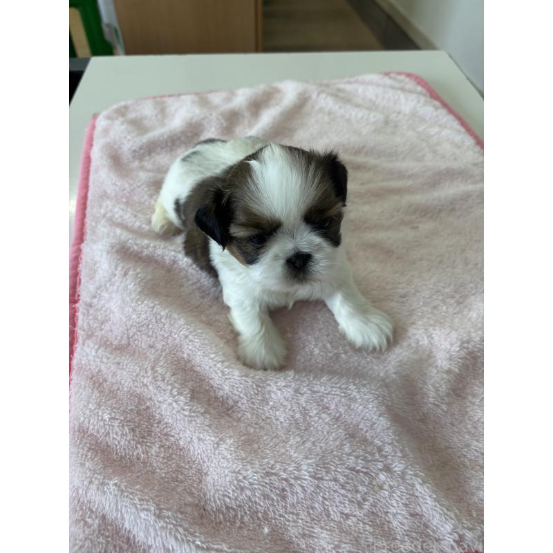 販売中の岐阜県のシーズー-440545の2枚目