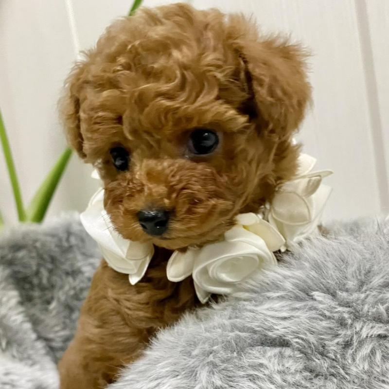 販売中の岐阜県のトイプードル-440544