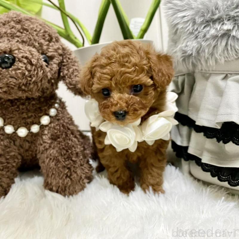 販売中の岐阜県のトイプードル-440544の8枚目