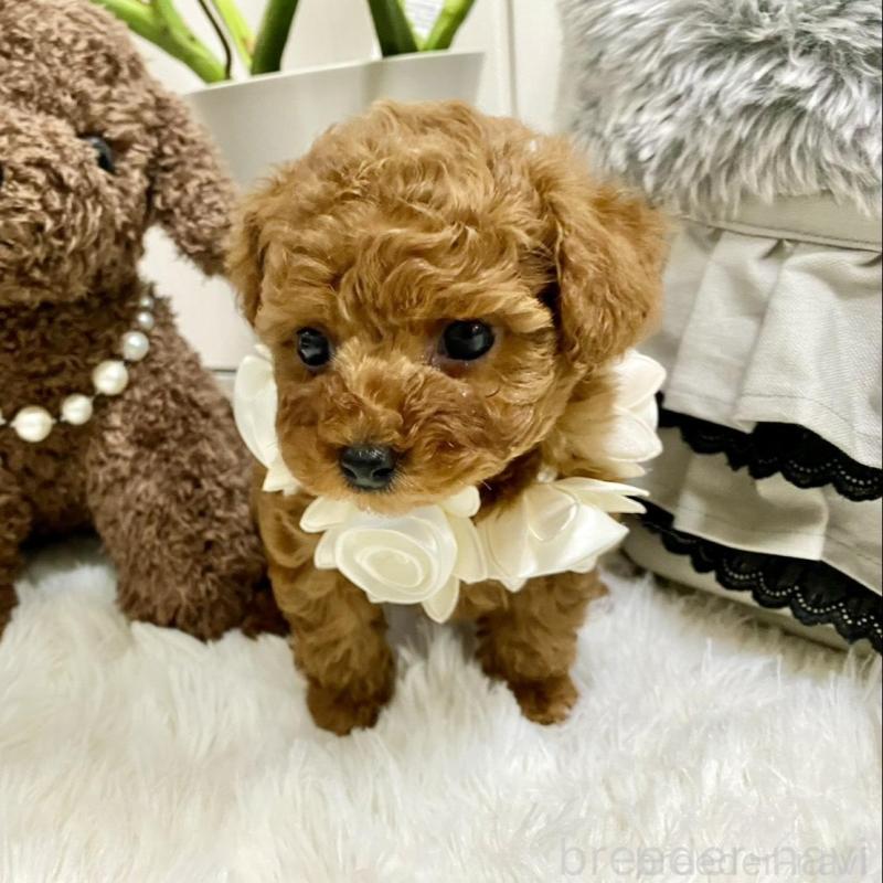 販売中の岐阜県のトイプードル-440544の6枚目