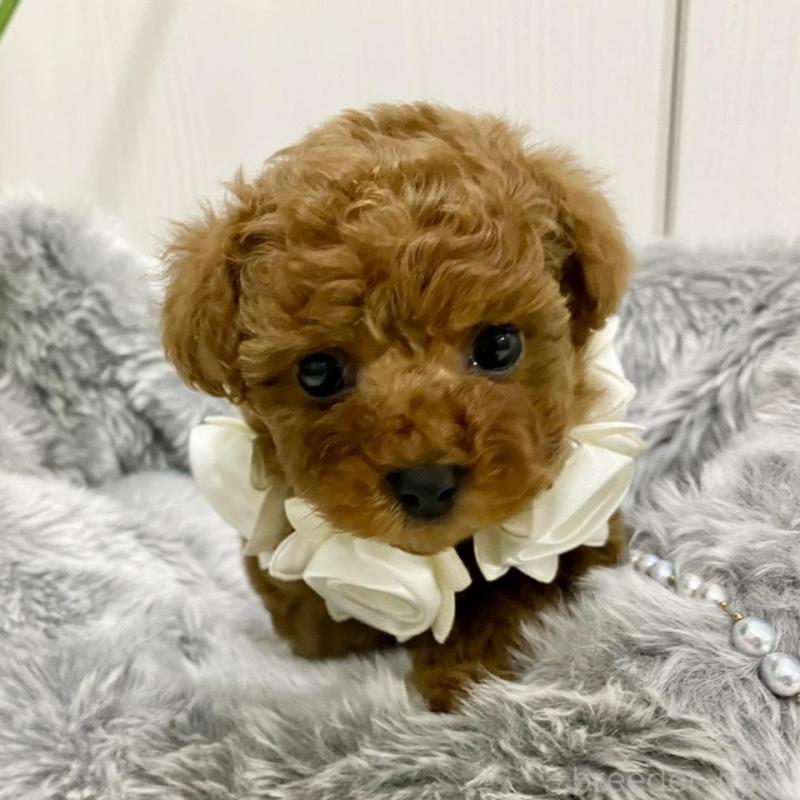 販売中の岐阜県のトイプードル-440544の5枚目